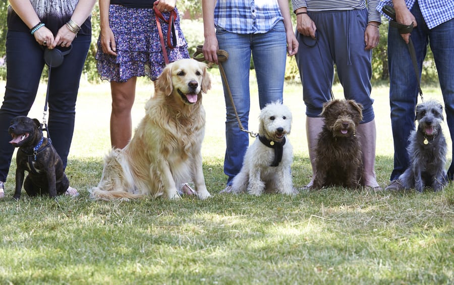 Group Of Dog Owners Dogs