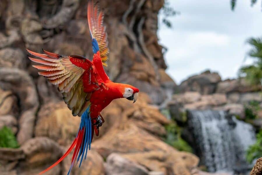 Scarlet Macaw In Front Of The Tree Of Life At The Animal Kingdom