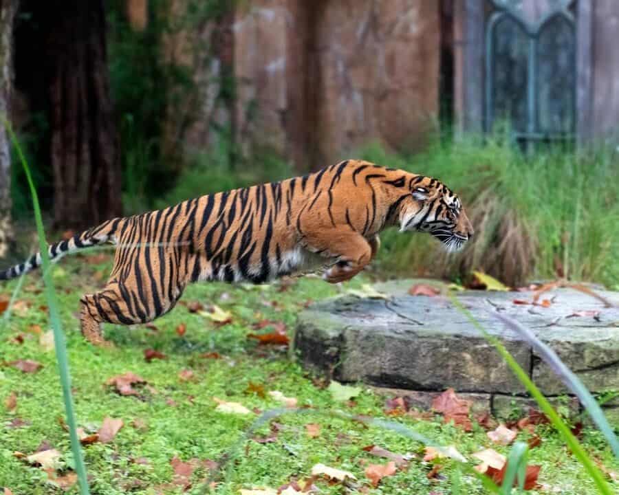 Sumatran Tiger Anala Pouncing At Disney's Animal Kingdom