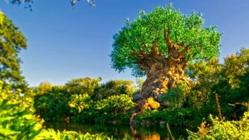 The Tree Of Life At The Animal Kingdom