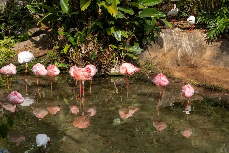 A Group Of Pink Flamingos Stands Around In A Pond On A Hot Sunny Day In Orlando