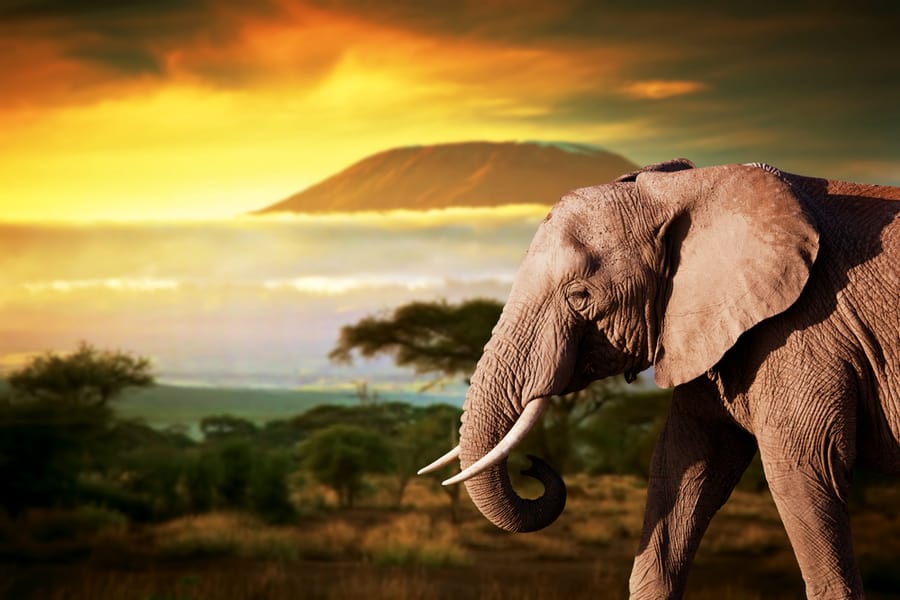 Elephant On Savanna Landscape Background And Mount Kilimanjaro At Sunset
