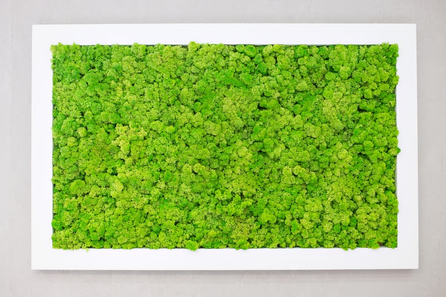 Green Moss On The Wall In The Form Of A Picture
