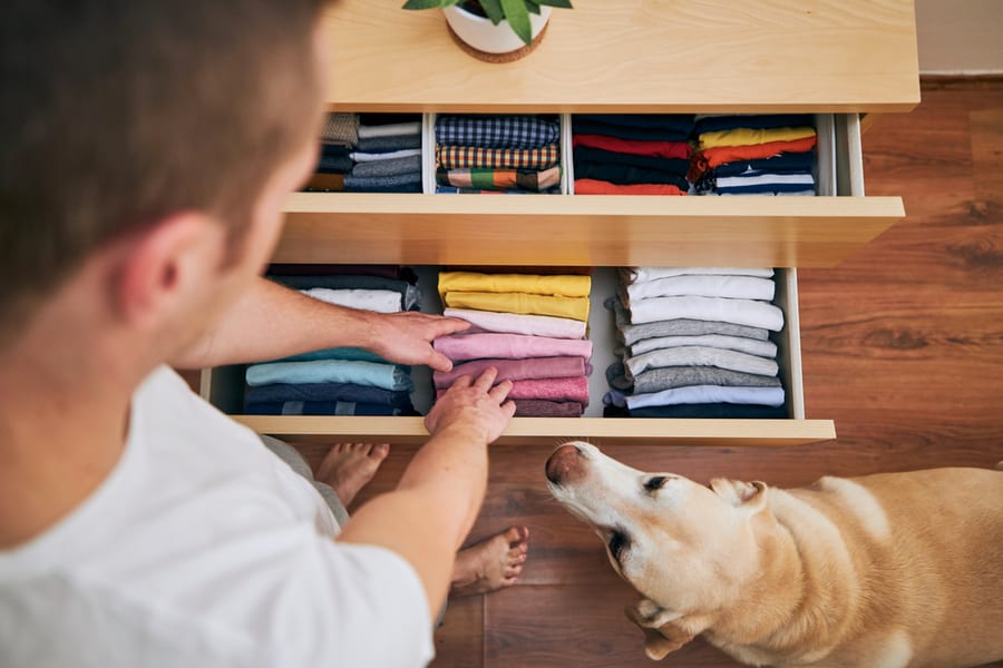 Man Preparing Orderly Folded T-Shirts In Drawer With His Curious Dog